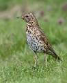 Song Thrush
